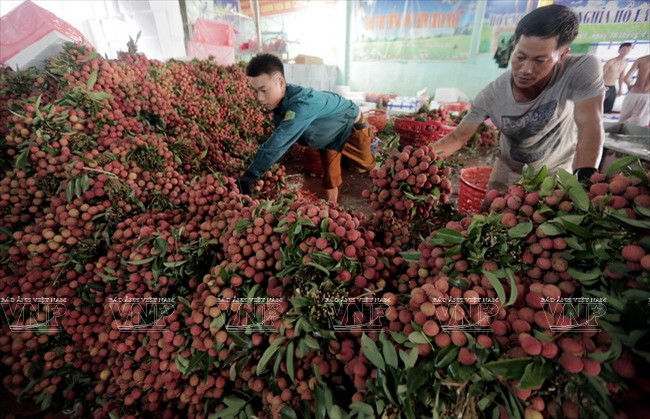 Les litchis vietnamiens à la conquête des marchés étrangers ảnh 3