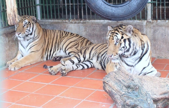 Remise des corps de neuf tigres au Musée de la nature du Vietnam ảnh 1