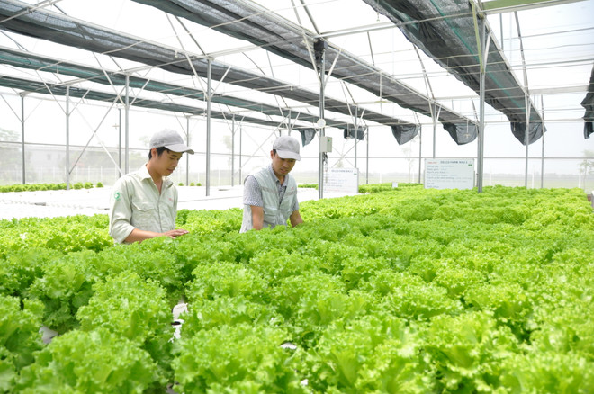 Hanoï se concentre sur l'agriculture de haute technologie ảnh 1 Hanoï se concentre sur l'agriculture de haute technologie ảnh 1