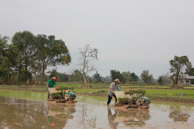 Le Laos prévoit d'exporter un million de tonnes de riz ảnh 1 Le Laos prévoit d'exporter un million de tonnes de riz ảnh 1