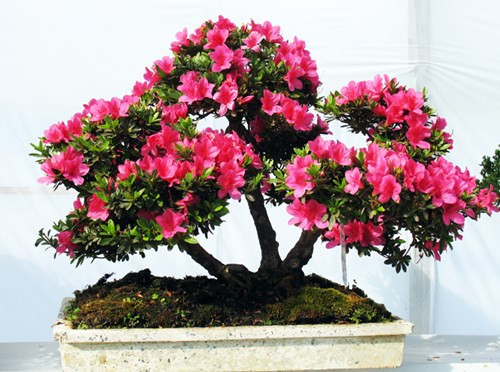 Clôture de la Fête des fleurs printanières de Da Lat 2017 ảnh 1