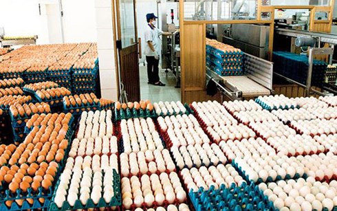 Le MOIT annonce les contingents tarifaires d’importation de sel et d’œufs ảnh 1 Le MOIT annonce les contingents tarifaires d’importation de sel et d’œufs ảnh 1