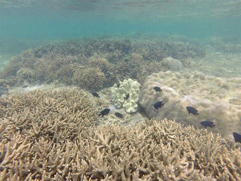 Près de 12.000 espèces animales et végétales marines recensées au Vietnam ảnh 1 Près de 12.000 espèces animales et végétales marines recensées au Vietnam ảnh 1