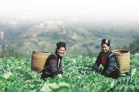 Médecine et pharmacopée H’mông ảnh 1 Médecine et pharmacopée H’mông ảnh 1