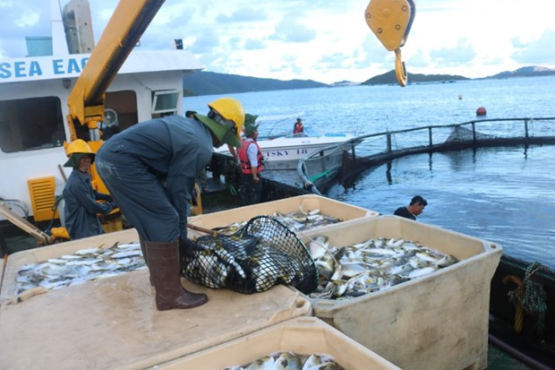 Le MADR renforcera les inspections dans les ports de pêche ảnh 2 Le MADR renforcera les inspections dans les ports de pêche ảnh 2