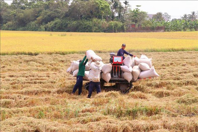 Les exportations de riz atteignent un niveau record depuis 1989 ảnh 1 Les exportations de riz atteignent un niveau record depuis 1989 ảnh 1