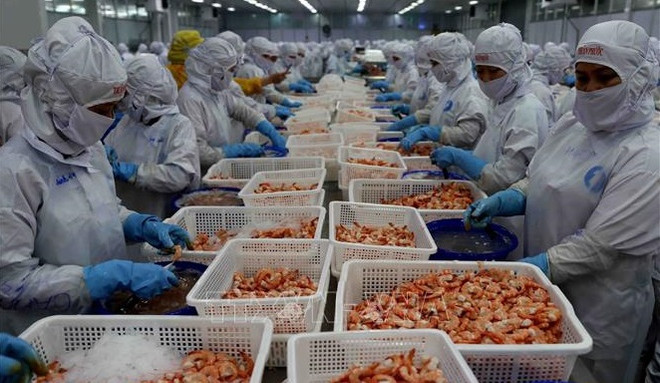 Les exportations de crevettes devraient rapporter 3,4 milliards de dollars cette année ảnh 1 Les exportations de crevettes devraient rapporter 3,4 milliards de dollars cette année ảnh 1