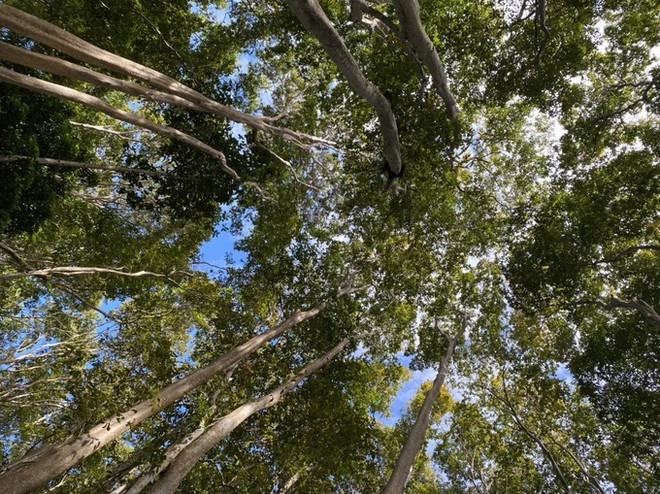 Élaboration du dossier de candidature de la Réserve mondiale de biosphère du plateau de Kon Tum à soumettre à l'UNESCO ảnh 1 Élaboration du dossier de candidature de la Réserve mondiale de biosphère du plateau de Kon Tum à soumettre à l'UNESCO ảnh 1