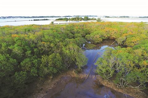 Reboisement des mangroves pour lutter contre l’avancée de la mer ảnh 1 Reboisement des mangroves pour lutter contre l’avancée de la mer ảnh 1