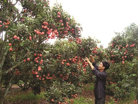 Bac Giang se prépare pour la saison 2018 du litchi ảnh 1 Bac Giang se prépare pour la saison 2018 du litchi ảnh 1