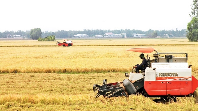 Fierté du secteur du riz vietnamien ảnh 1