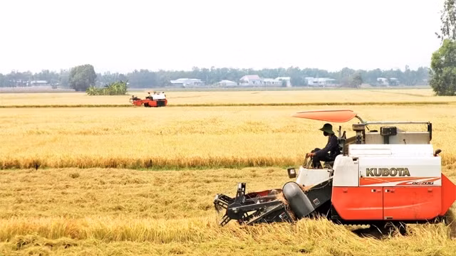 Fierté du secteur du riz vietnamien ảnh 1