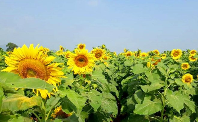 Ouverture du Festival du tournesol de Nghê An ảnh 2