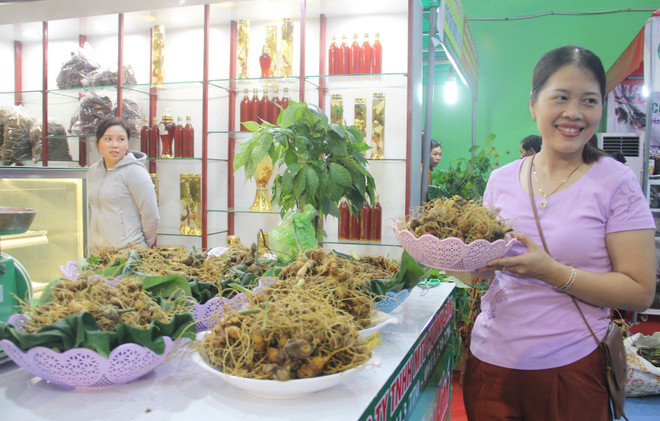 Ouverture du deuxième festival du ginseng de Ngoc Linh à Quang Nam ảnh 1  Ouverture du deuxième festival du ginseng de Ngoc Linh à Quang Nam ảnh 1