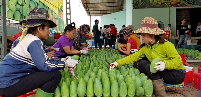 Son La atteint une percée dans l’exportation des produits agricoles ảnh 1 Son La atteint une percée dans l’exportation des produits agricoles ảnh 1