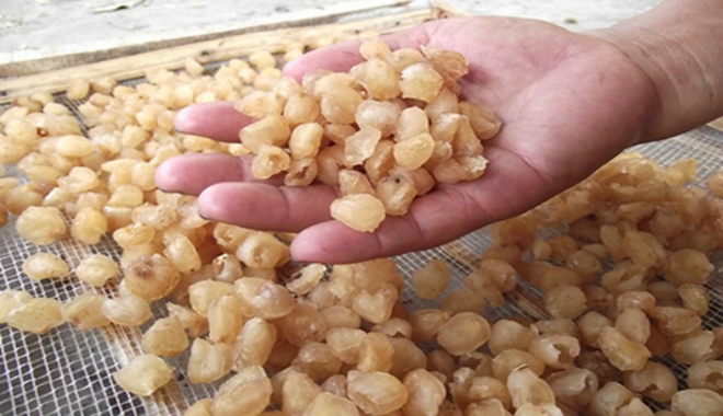 Production traditionnelle de longanes séchés à Hung Yen ảnh 1 Production traditionnelle de longanes séchés à Hung Yen ảnh 1
