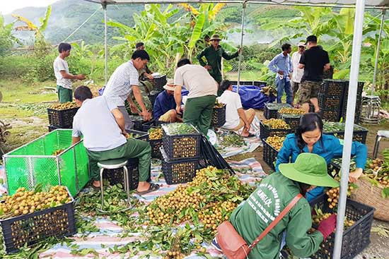 Les 40 tonnes de longanes de Sông Ma expédiées vers la Chine ảnh 1 Les 40 tonnes de longanes de Sông Ma expédiées vers la Chine ảnh 1