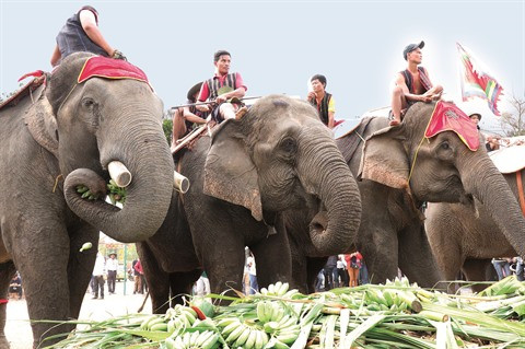 Fête des éléphants au Tây Nguyên ảnh 1 Fête des éléphants au Tây Nguyên ảnh 1