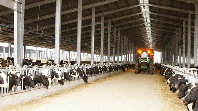 Le groupe vietnamien TH achète trois fermes d’élevage de bétail en Australie ảnh 1 Le groupe vietnamien TH achète trois fermes d’élevage de bétail en Australie ảnh 1