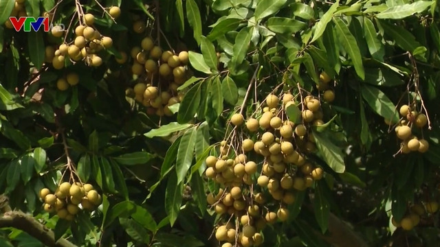 Son La exporte 30 tonnes de longanes vers la Chine ảnh 1