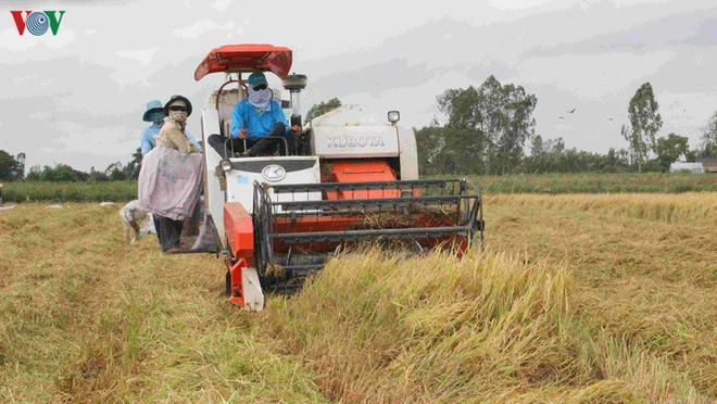 Le delta du Mékong, garant de la sécurité alimentaire nationale ảnh 1 Le delta du Mékong, garant de la sécurité alimentaire nationale ảnh 1