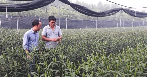Thuong, jeune horticulteur qui a fait fortune grâce aux lys ảnh 1 Thuong, jeune horticulteur qui a fait fortune grâce aux lys ảnh 1