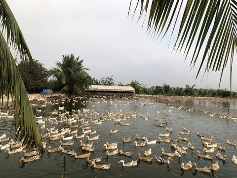 Élevage: Les œufs de cane Chân Hung, la fierté de Tiên Lang ảnh 1 Élevage: Les œufs de cane Chân Hung, la fierté de Tiên Lang ảnh 1
