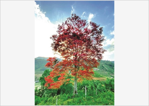 Le May Coong, l’arbre qui rythme les récoltes ảnh 1  Le May Coong, l’arbre qui rythme les récoltes ảnh 1