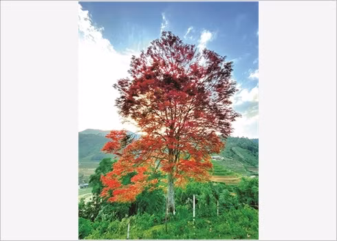 Le May Coong, l’arbre qui rythme les récoltes ảnh 1 Le May Coong, l’arbre qui rythme les récoltes ảnh 1