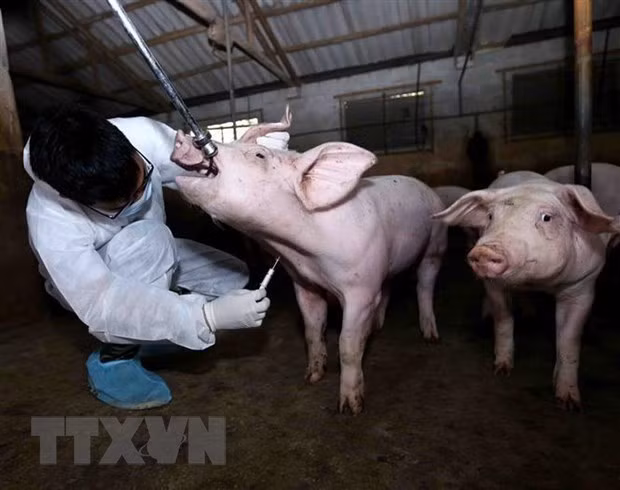 Le Vietnam exporte plus de 1 145 sortes de médicaments pour animaux ảnh 1