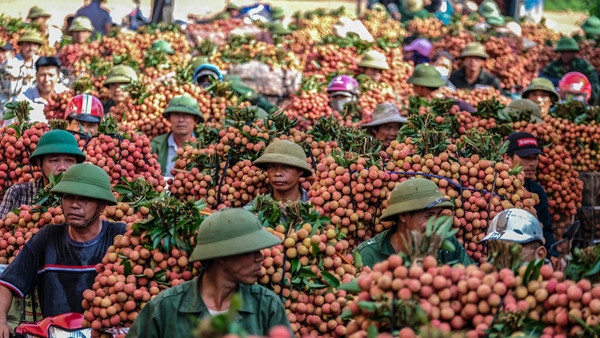 La Chine devrait augmenter ses importations de litchi vietnamien ảnh 1 La Chine devrait augmenter ses importations de litchi vietnamien ảnh 1