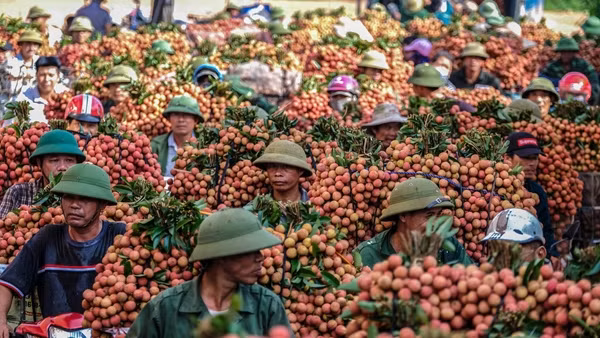 La Chine devrait augmenter ses importations de litchi vietnamien ảnh 1