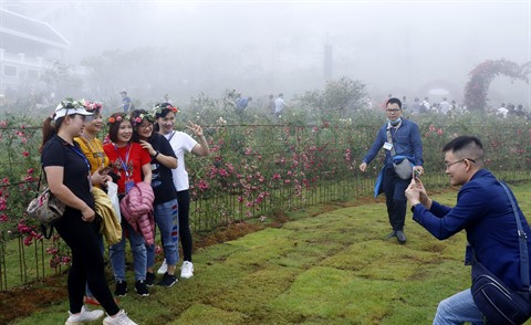 Sa Pa détient le record de la plus grande vallée de roses au Vietnam ảnh 1 Sa Pa détient le record de la plus grande vallée de roses au Vietnam ảnh 1