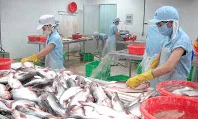 Les opportunités d’exportation du panga du delta du Mékong ảnh 1 Les opportunités d’exportation du panga du delta du Mékong ảnh 1