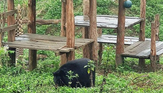 Ninh Binh: un refuge d'ours attrayant pour les touristes étrangers ảnh 1 Ninh Binh: un refuge d'ours attrayant pour les touristes étrangers ảnh 1