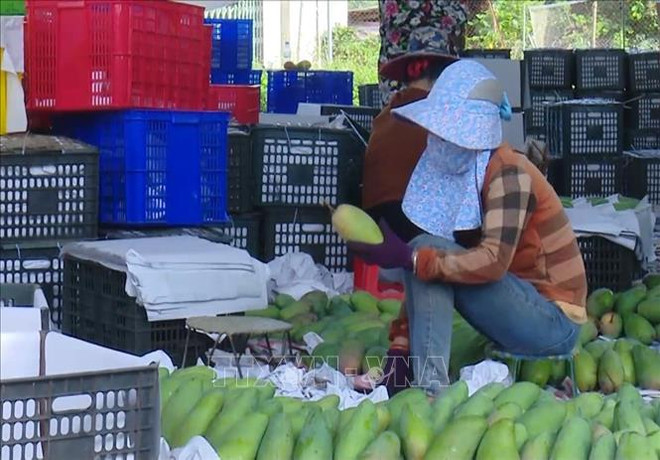 Forum national sur l’économie collective et les coopératives prévu pour le 3e trimestre ảnh 1 Forum national sur l’économie collective et les coopératives prévu pour le 3e trimestre ảnh 1