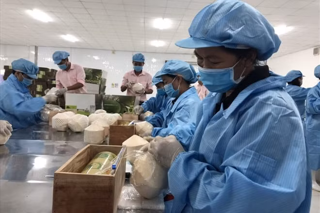 Les exportations vietnamiennes vers l'UE atteignent 3,8 milliards de dollars en août ảnh 1 Les exportations vietnamiennes vers l'UE atteignent 3,8 milliards de dollars en août ảnh 1
