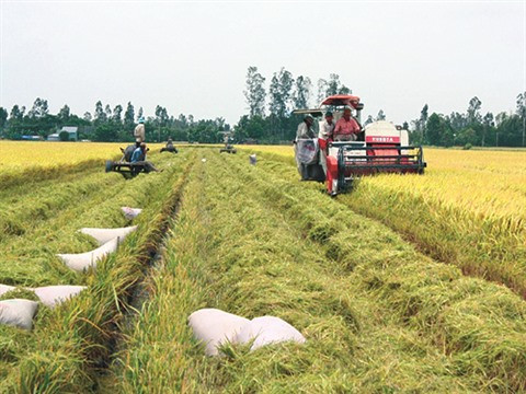 Assurer la sécurité alimentaire dans le contexte du changement climatique ảnh 1 Assurer la sécurité alimentaire dans le contexte du changement climatique ảnh 1