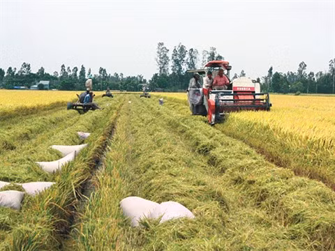 Assurer la sécurité alimentaire dans le contexte du changement climatique ảnh 1