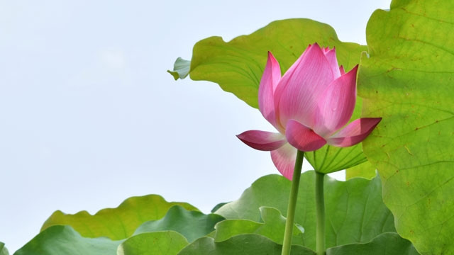 Deux nouveaux timbres postaux pour saluer l’Année de l'APEC-2017 ảnh 1