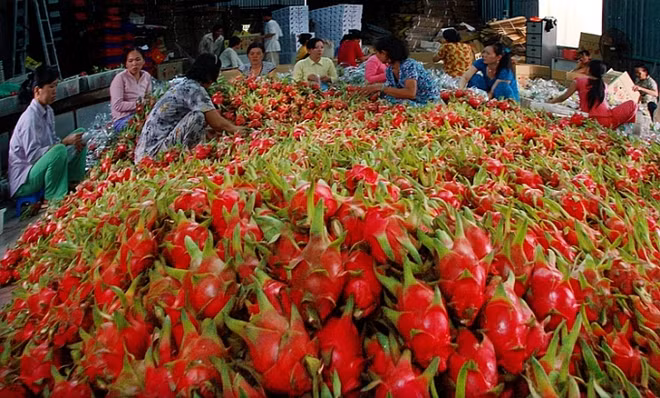 Vietnam-Chine: plus de 9,8 milliards de dollars d’import-export de produits agricoles ảnh 1