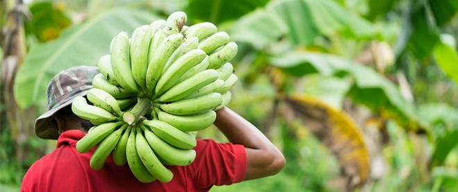 Le Vietnam, deuxième fournisseur de bananes sur le marché chinois ảnh 1 Le Vietnam, deuxième fournisseur de bananes sur le marché chinois ảnh 1