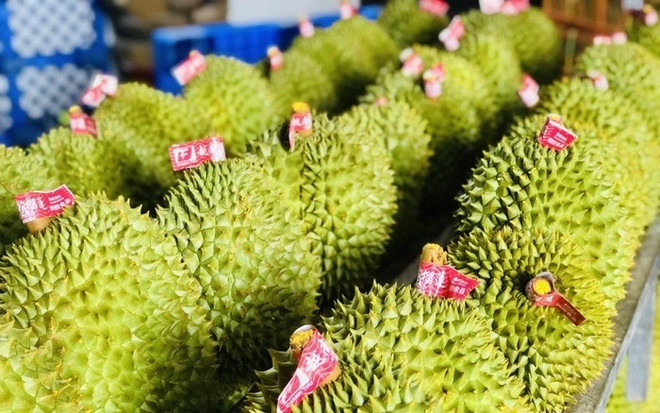 Affirmer la position du durian dans le club des produits exportations d'un milliard de dollars ảnh 1 Affirmer la position du durian dans le club des produits exportations d'un milliard de dollars ảnh 1