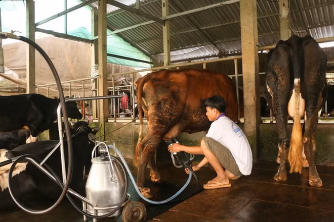 L’«or blanc» de Soc Trang ảnh 2