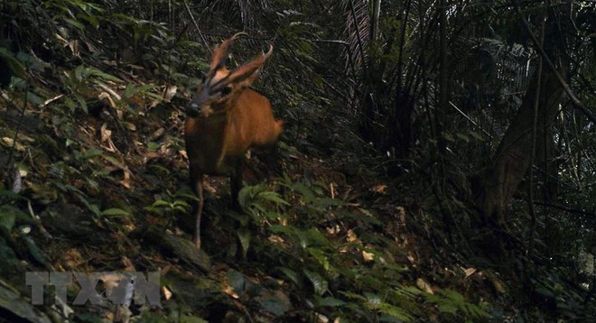 Le Vietnam va rendre hommage aux protecteurs de la faune ảnh 1 Le Vietnam va rendre hommage aux protecteurs de la faune ảnh 1