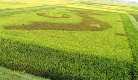 Une carte du Vietnam dans un champ de riz ảnh 3 Une carte du Vietnam dans un champ de riz ảnh 3