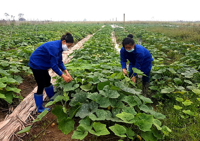 Phu Tho : pour une agriculture écologique durable ảnh 1 Phu Tho : pour une agriculture écologique durable ảnh 1