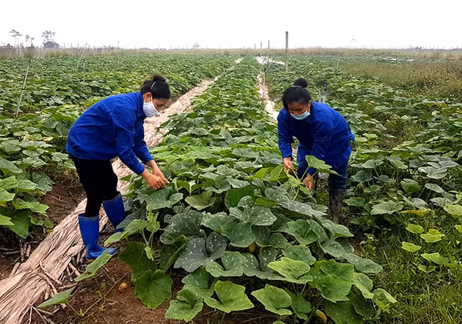 Phu Tho : pour une agriculture écologique durable ảnh 1