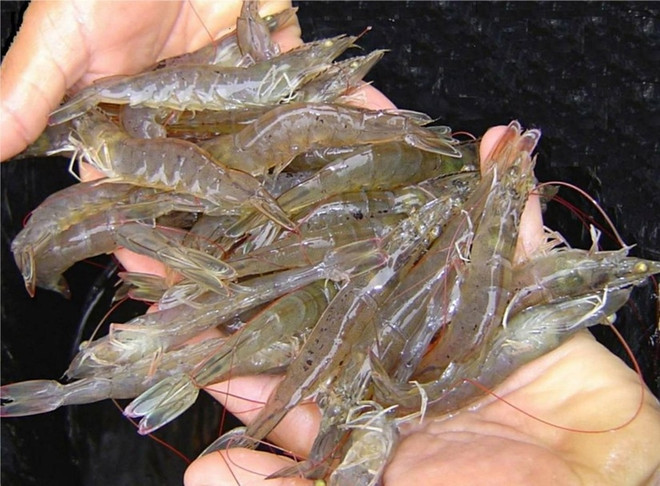 Plus de 3 milliards d’USD d’exportation de crevettes en 8 mois ảnh 1 Plus de 3 milliards d’USD d’exportation de crevettes en 8 mois ảnh 1