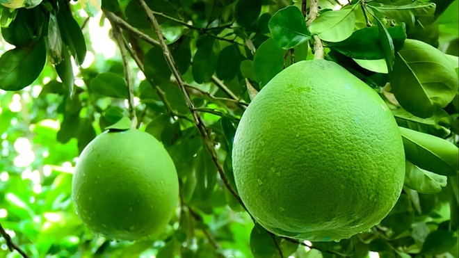 Plus d'opportunités pour l'export des pamplemousses sur les principaux marchés ảnh 1 Plus d'opportunités pour l'export des pamplemousses sur les principaux marchés ảnh 1